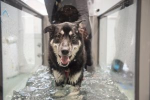 Operation K9 - Canine Hydrotherapy North Yorkshire Treadmill