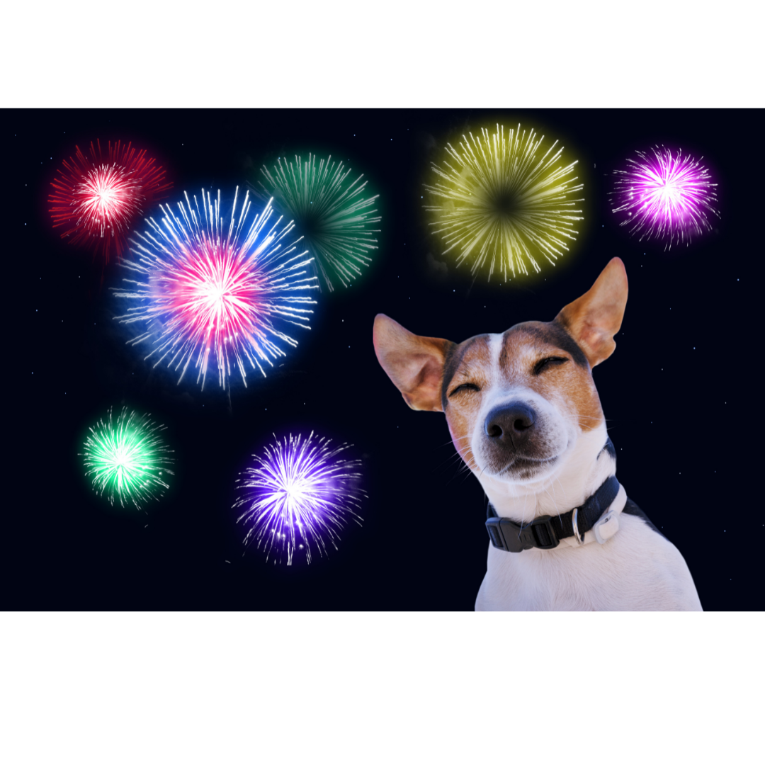 are some dogs ok with fireworks