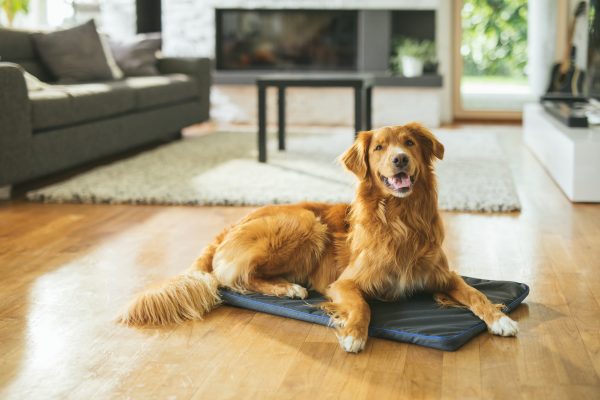 PetPEMF Healing Treatment Pad